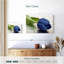 Tulipe bleu foncé Harnek-108738229