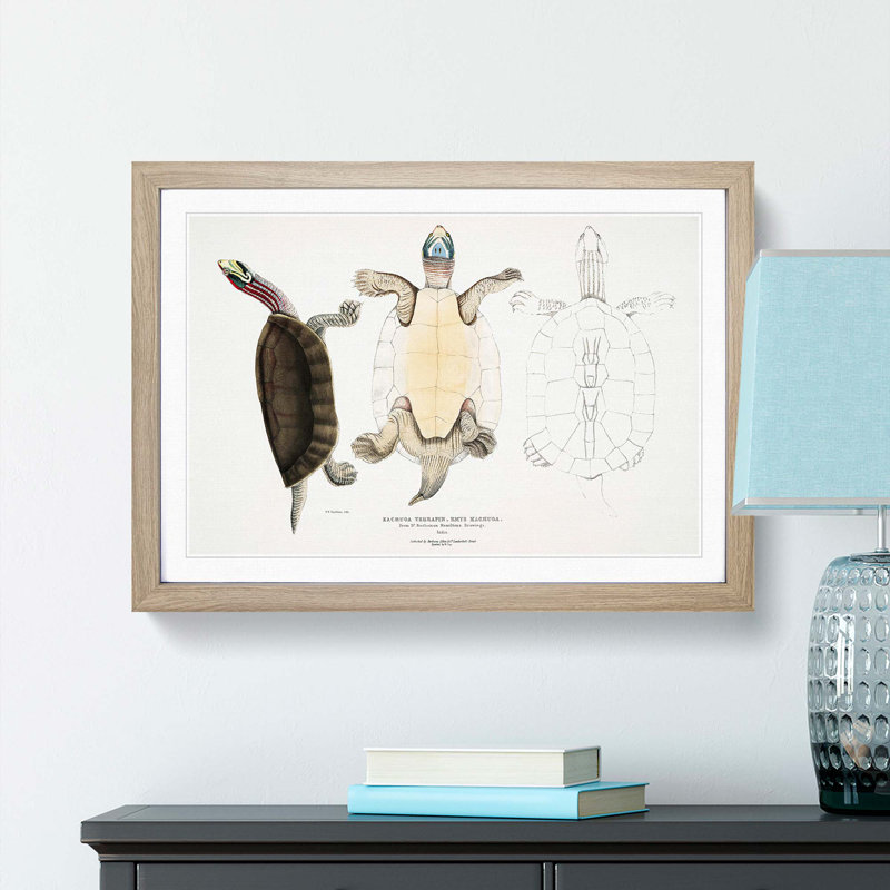 Kachuga Terrapin Illustrations by John Edward Gray - Picture Frame Graphic Art Print, 27cm H x 36cm W x 2cm D, Oak Framed