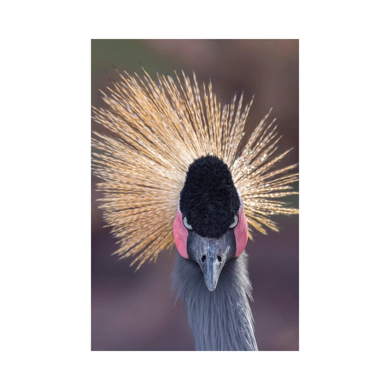 Headshot Crane Stare by Louis Ruth - Wrapped Canvas Print, 20.32 cm H x 30.48 cm W