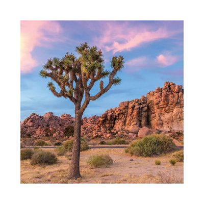 Joshua Tree Sunset Mood by Melanie Viola - Wrapped Canvas Print
