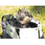 Sac de transport pour animaux Pet Life Fashion