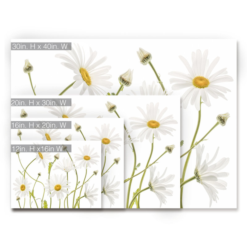 Ox Eye Daisies - Reproduction de photo sur toile tendue, H 16 po x l 20 po x P 1,5 po