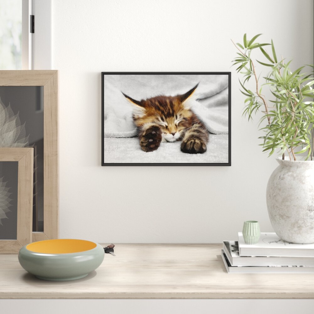 Gerahmtes Wandbild schlafende Katze mit großen Ohren