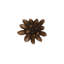 Compactum Succulent Wall Art, Imperial Bronze