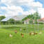 Derward 200 pieds carrés pour 8 poulets Derward