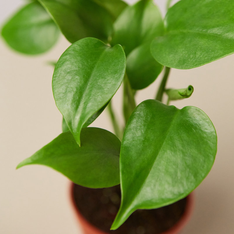 House Plant Shop Live Foliage Plant