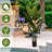 Indoor/Outdoor/Décor Artificial Tree UV Resistant Faux Palm Tree Plant in Pot in Basket in Planter