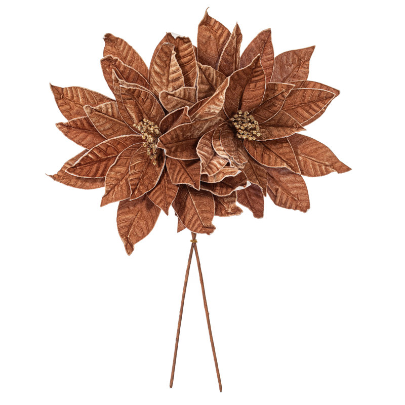 Tiges de poinsettia Clementina, Moka