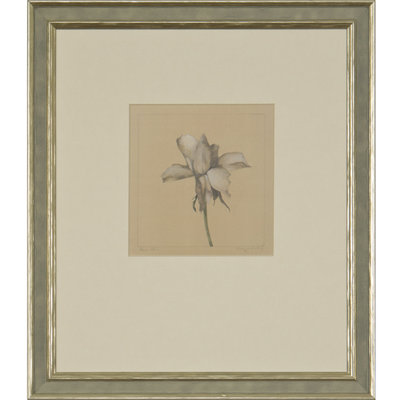 Rose IV Print by Daughdrill