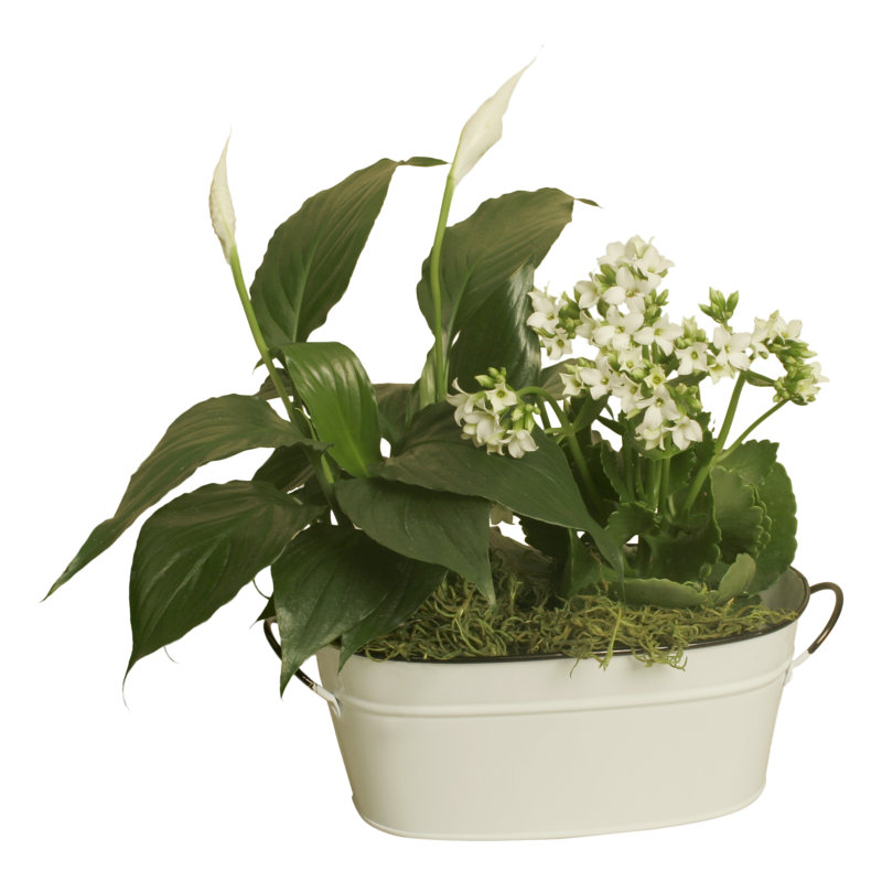 Pot à fleur Veltri, H 4 po x l 9 po x P 5 po