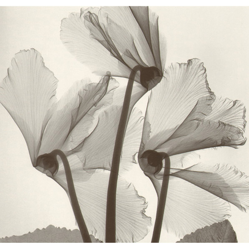 Cyclamen Study #1, 20" H x 21" W