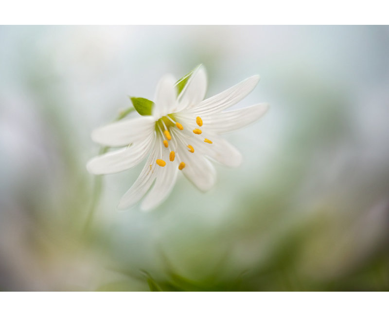 Wrapped Canvas Print, 121.92 cm H x 81.28 cm W