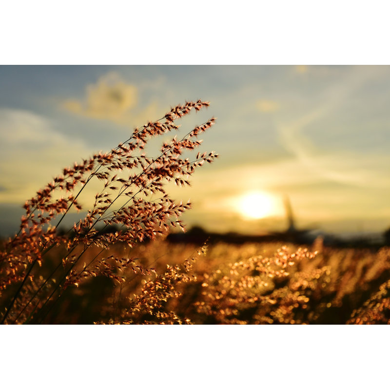 «Grass Flower» par Arthit Premprayot - photographie sur toile tendue, H 8 po x l 12 po x P 1,25 po