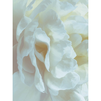 «Eaga pivoine jaune pâle II sur toile» par David Pollard, reproduction