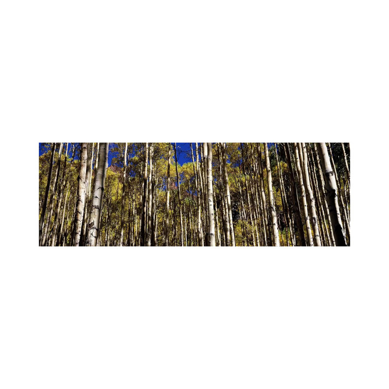 Aspen Trees In Autumn, Colorado, USA - Wrapped Canvas Panoramic Print, 182.88 cm H x 60.96 cm W