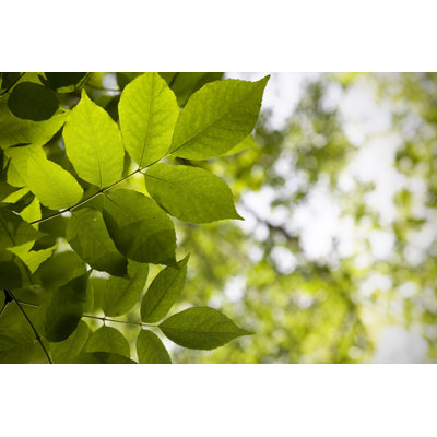 Green Foliage Background by Anknet