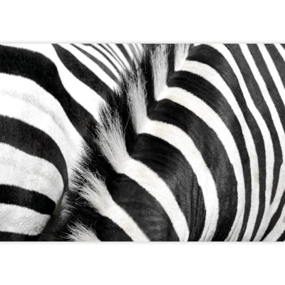 Animal Border