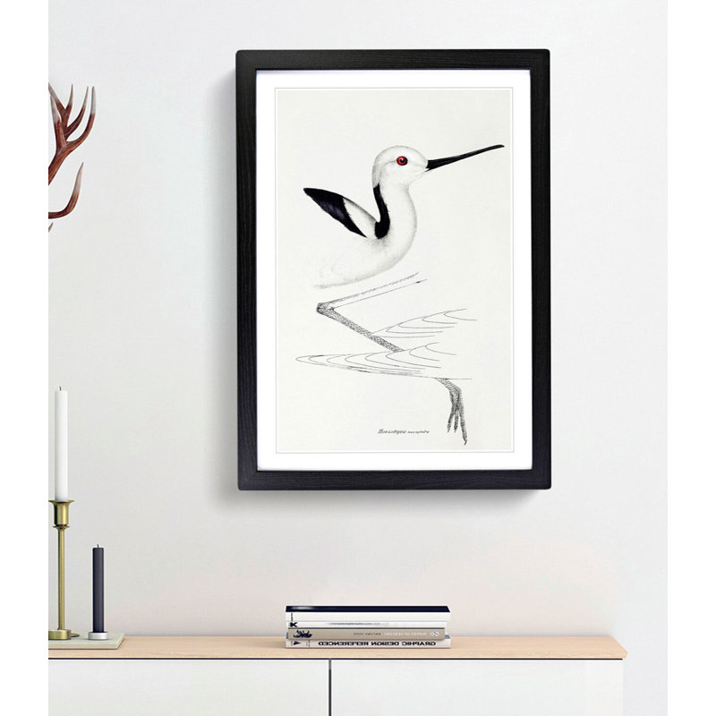 White-Headed Stilt Bird by John Gould - Picture Frame Painting Print, Black Framed, 48cm H x 36cm W x 2cm D