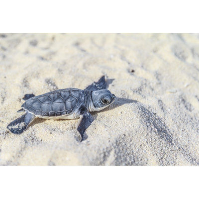 Newborn Sea Turtle by Italiansight - Wrapped Canvas Print