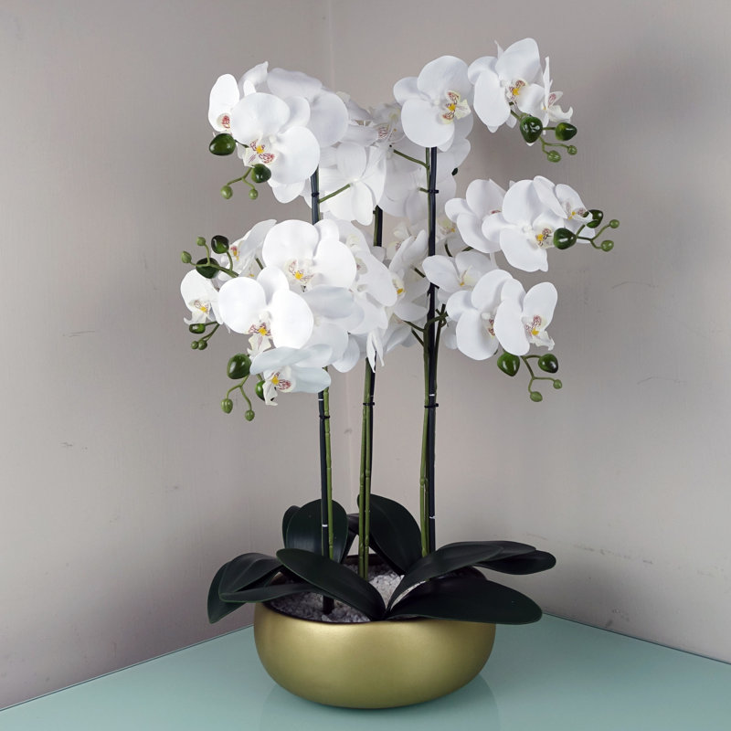 Plant, White, Gold