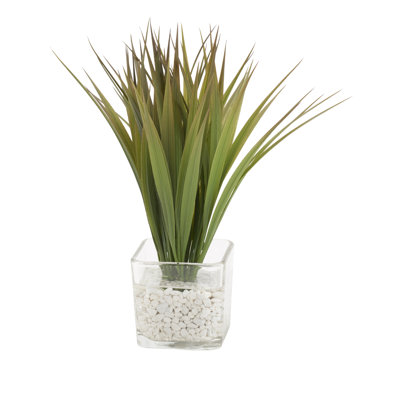Herbe sauvage dans un cube de verre