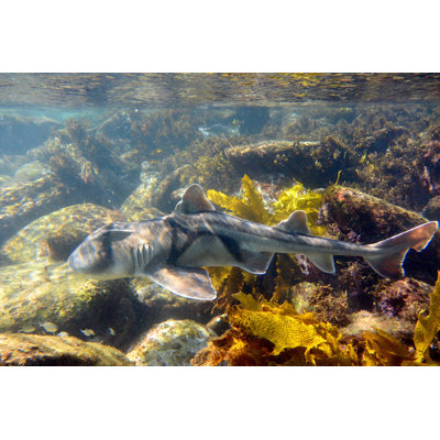 Port Jackson Shark 1 Piece Wrapped Canvas Wall Art