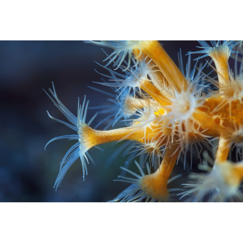 Sea Life, 20cm H x 30cm W