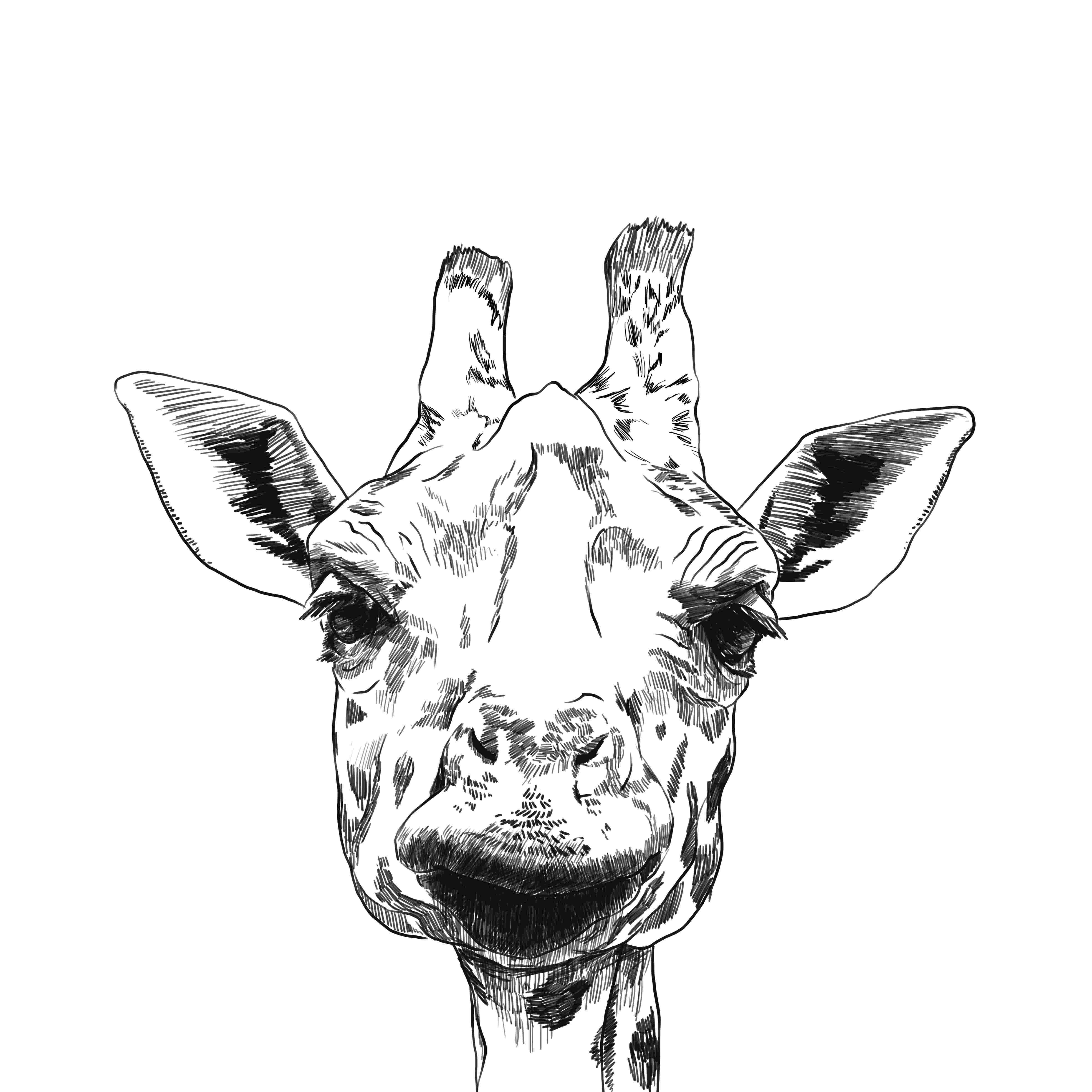 Giraffe head symmetrical black and white coloring sketch vector  wall  stickers cartoon painting fun  myloviewcom