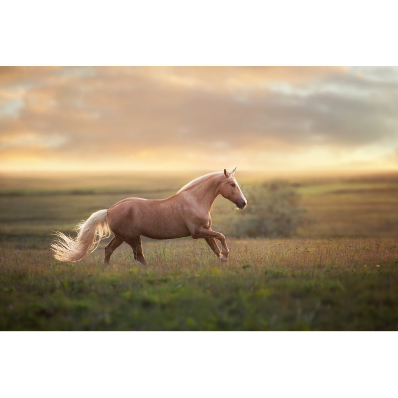 Palomino, cheval au coucher du soleil - Photographie sur toile tendue, H 8 po x l 12 po