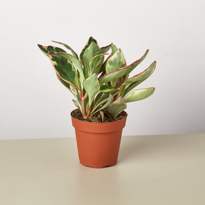 House Plant Shop Live Foliage Plant