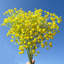 Arrangement floral Baby's Breath-1070477550-1070477539