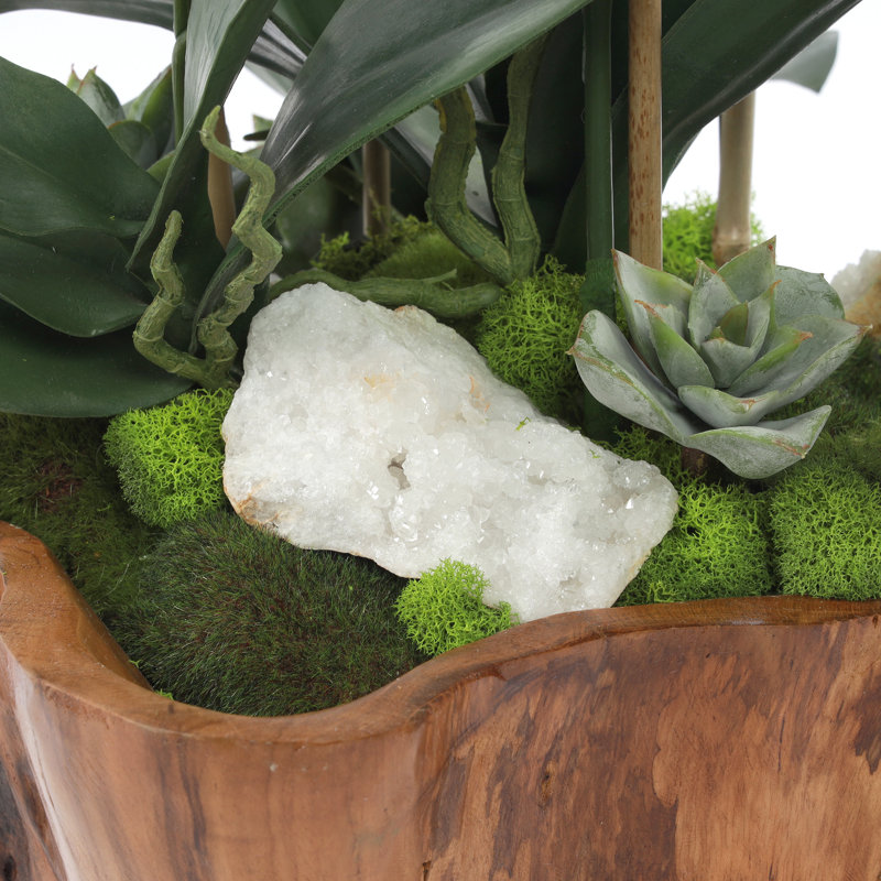 White Phalaenopsis Orchid Arrangement in Rustic Teak Planter