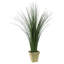 Plante de sol en pot