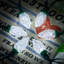 C9 LED Christmas Garland-1981558271-1939618996