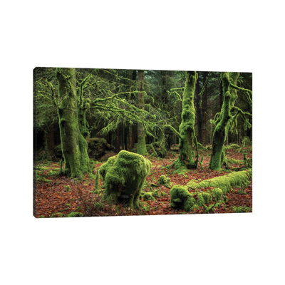 Mysterious Forest by Adam Burton - Wrapped Canvas Print