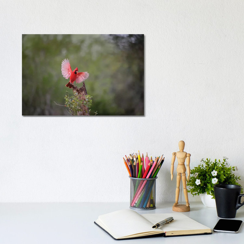 Northern Cardinal Landing by Larry Ditto - Wrapped Canvas Gallery-Wrapped Canvas Giclée, 20.32 cm H x 30.48 cm W