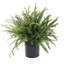 Kimberly Queen Fern in Nursery Pot