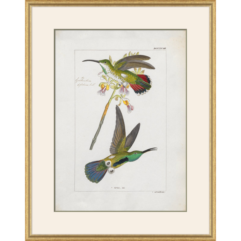 Hummingbirds " Hummingbirds "