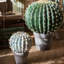 Faux Cactus Plant in Pot-783575175