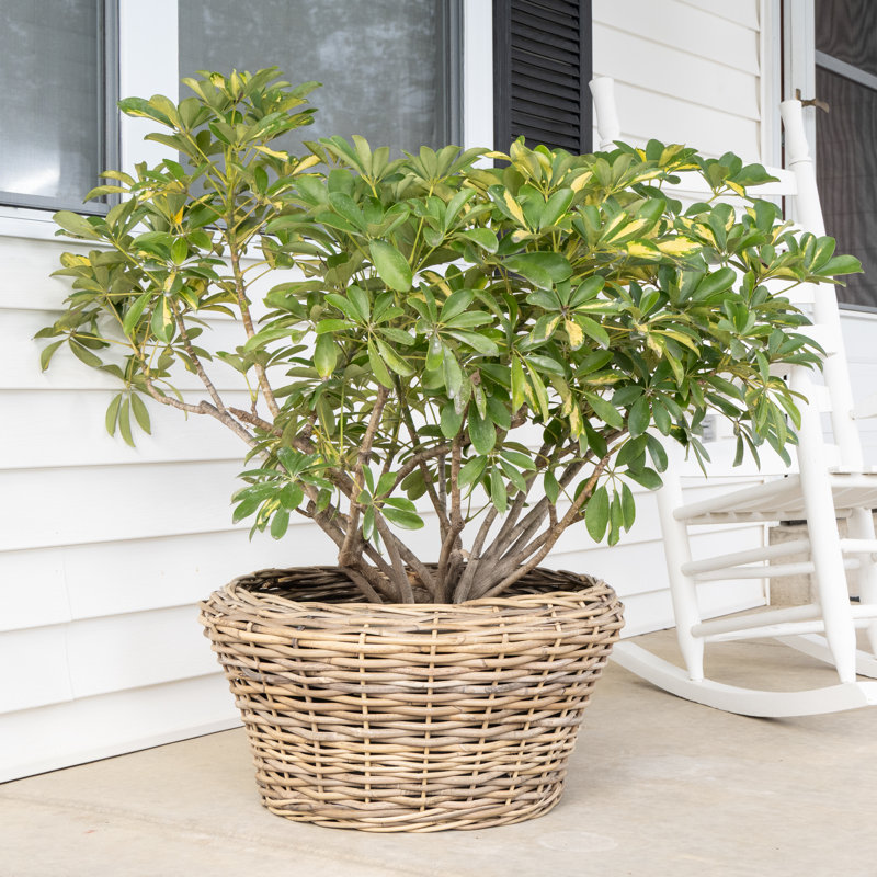 Round Cone Planter with Black Plastic Insert