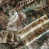 Lichen selected