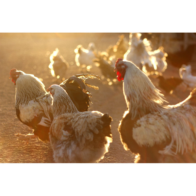 Chickens Feeding On An Early Morning Farm by Jacobeukman - Wrapped Canvas Print, 30cm H x 46cm W x 3.8cm D