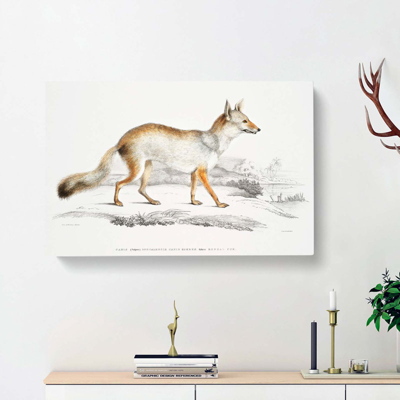 Bengal Fox by John Edward Gray - Wrapped Canvas, 35cm H x 50cm W x 3cm D