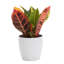 Live Petra Croton Plant in Classic Pot-49662113