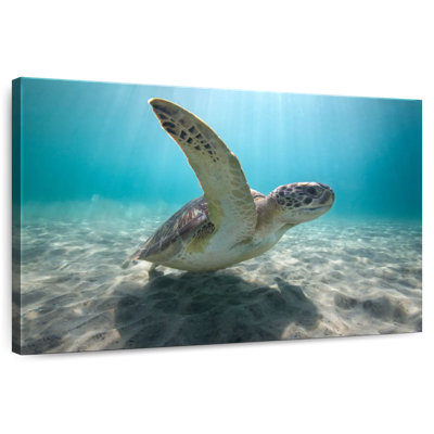 Brampt Giant Green Sea Turtle