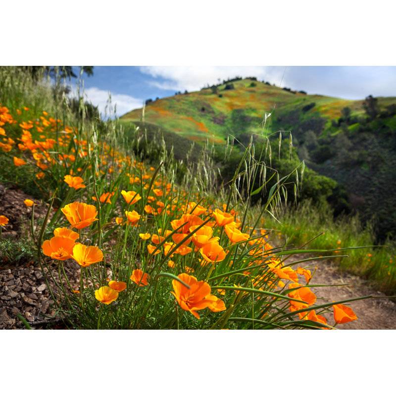 «California Poppy Bloom on Grass Mountain Trail, Santa Barbara County» par Garykavanagh - photographie sur toile tendue