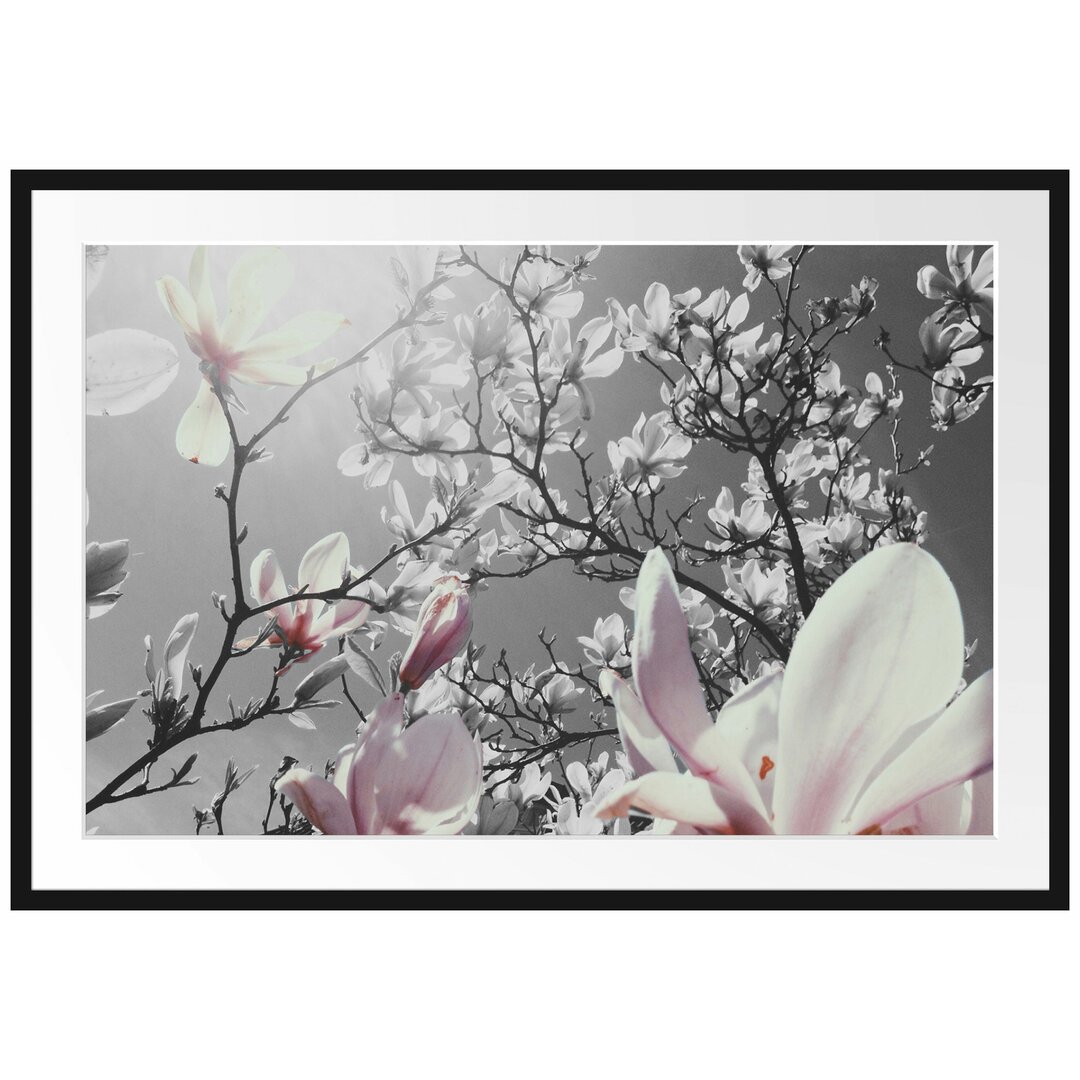 Gerahmtes Poster Schöne Magnolie Blüten