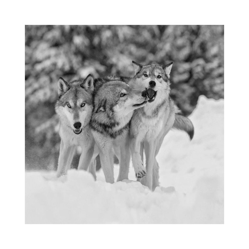 Timber Wolf Trio Playing in Snow, Montana 1 Piece Wrapped Canvas Wall Art, 30.48 cm H x 30.48 cm W