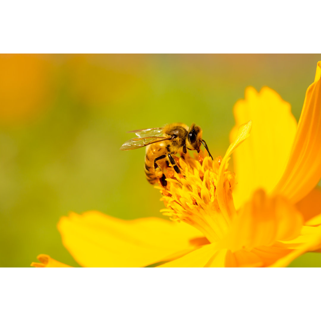 Biene auf Gänseblümchen - Fotografie ohne Rahmen auf Leinwand