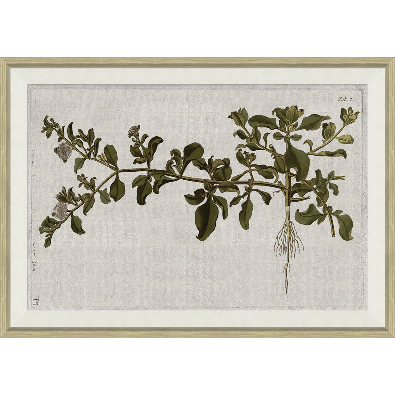 17ème siècle, études horticoles II - peinture à cadre unique